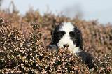 BEARDED COLLIE 091